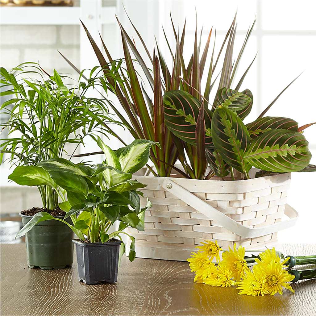 Florist Designed Blooming and Green Plants in a Basket – Micaelas Flowers And Gifts, Tulsa OK