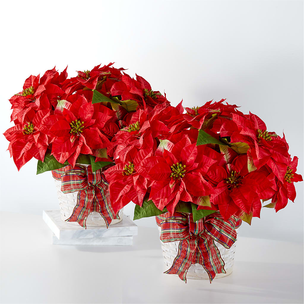 Happiest Holidays Poinsettia Bundle – Micaelas Flowers And Gifts, Tulsa OK