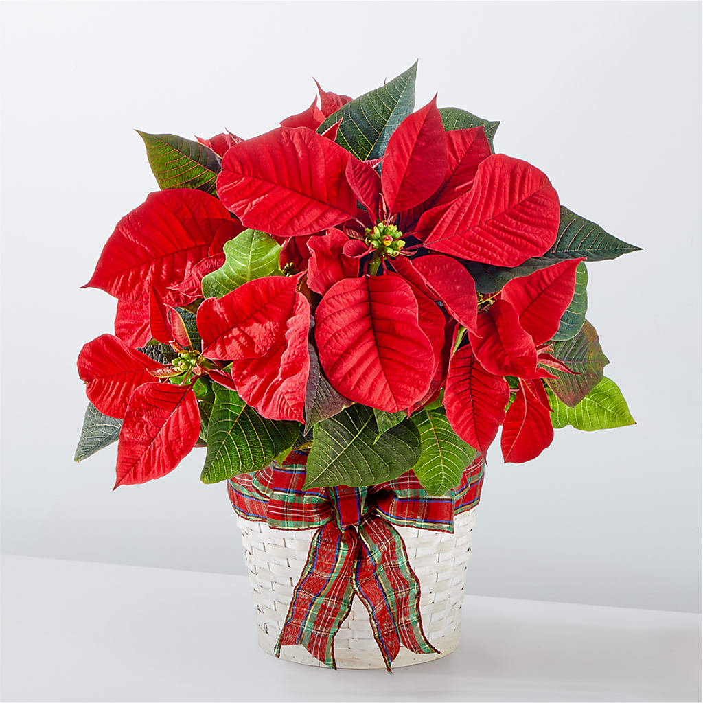 Happiest Holidays Poinsettia – Micaelas Flowers And Gifts, Tulsa OK
