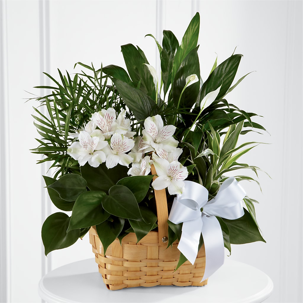 Peace & Serenity Dishgarden – Micaelas Flowers And Gifts, Tulsa OK