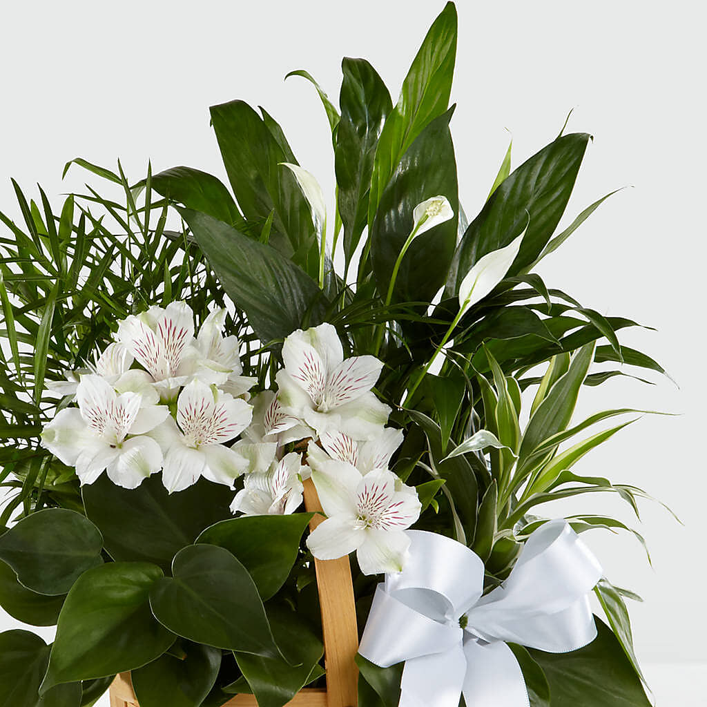 Peace & Serenity Dishgarden – Micaelas Flowers And Gifts, Tulsa OK