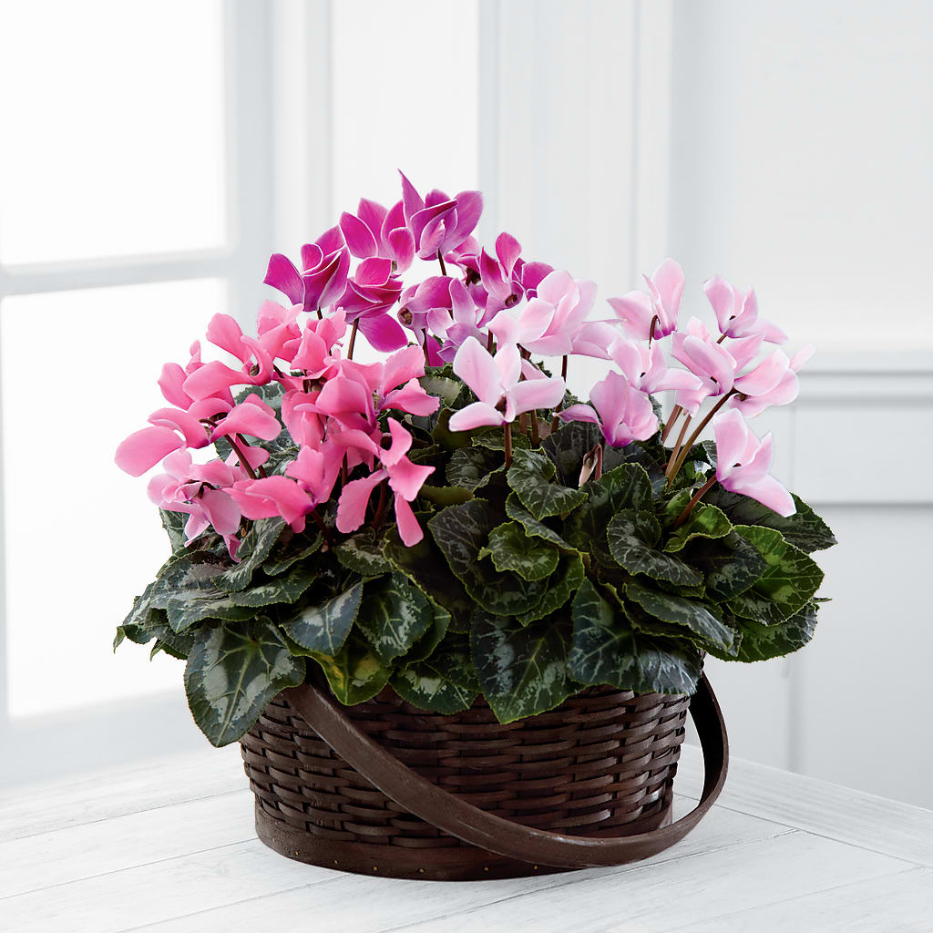 Mixed Cyclamen Planter – Micaelas Flowers And Gifts, Tulsa OK