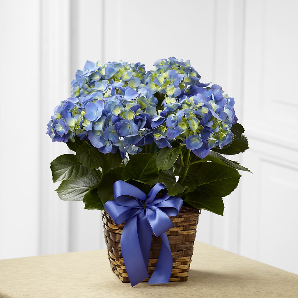 Blue Hydrangea Planter – Micaelas Flowers And Gifts, Tulsa OK