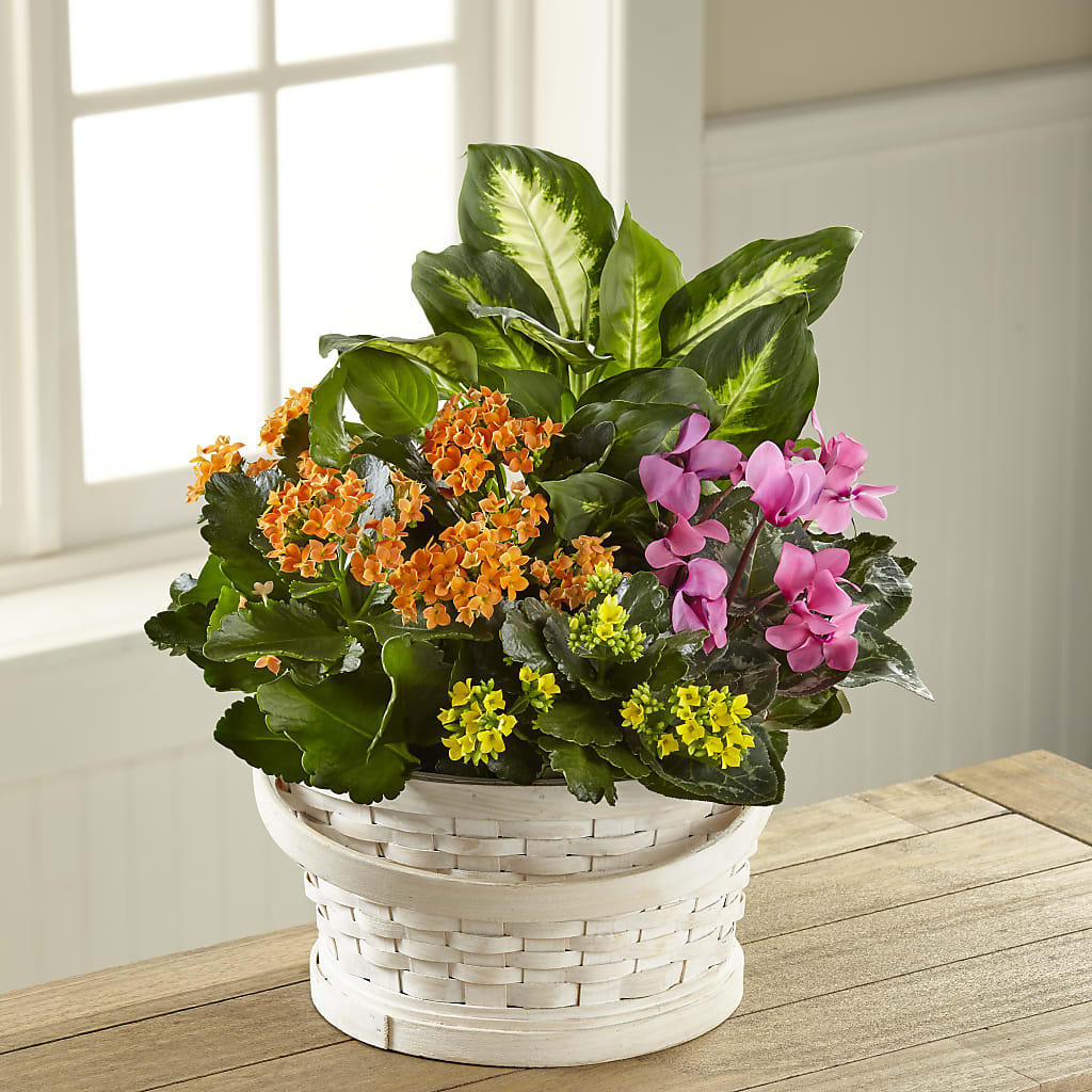 Color Crush Dishgarden – Micaelas Flowers And Gifts, Tulsa OK