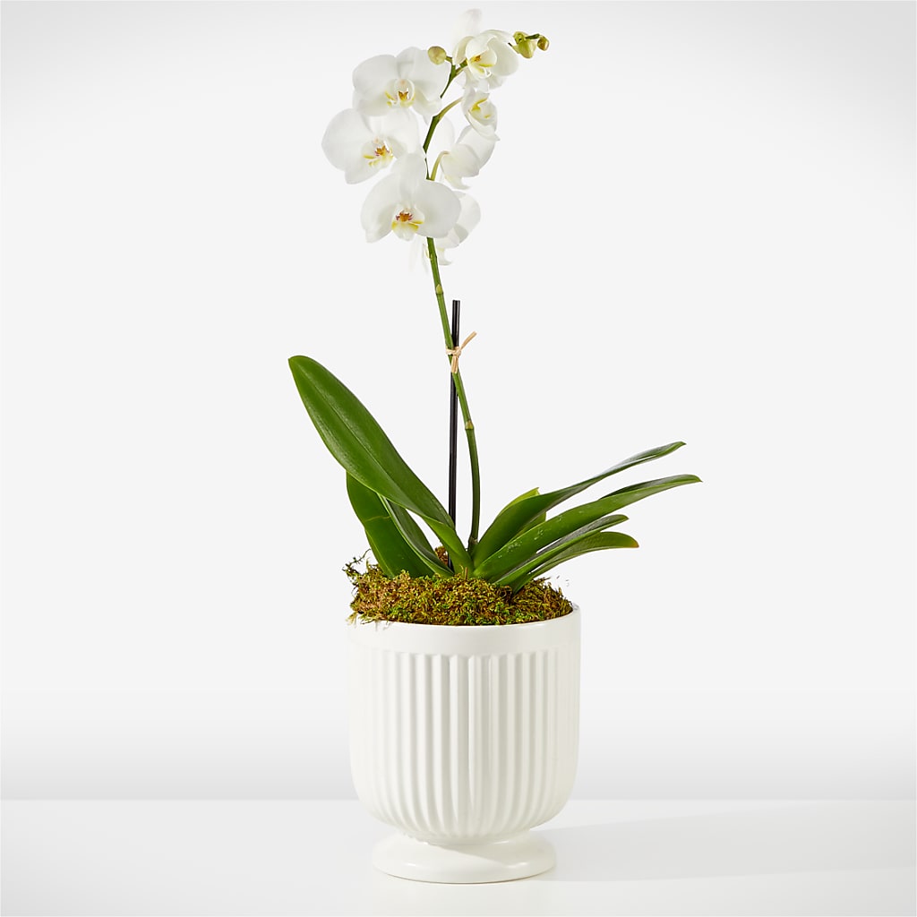 Whispering White Orchid – Micaelas Flowers And Gifts, Tulsa OK