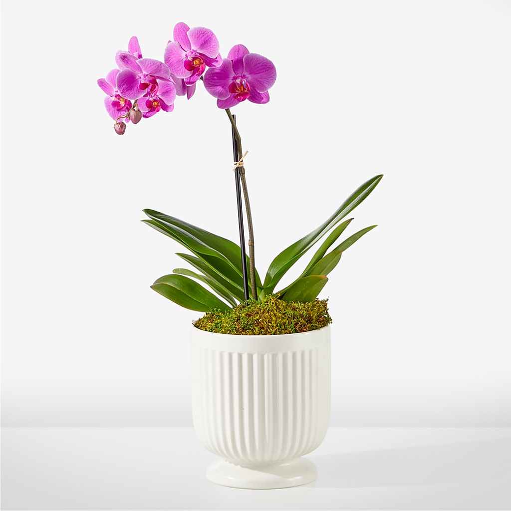 Friendly Fuchsia Orchid – Micaelas Flowers And Gifts, Tulsa OK