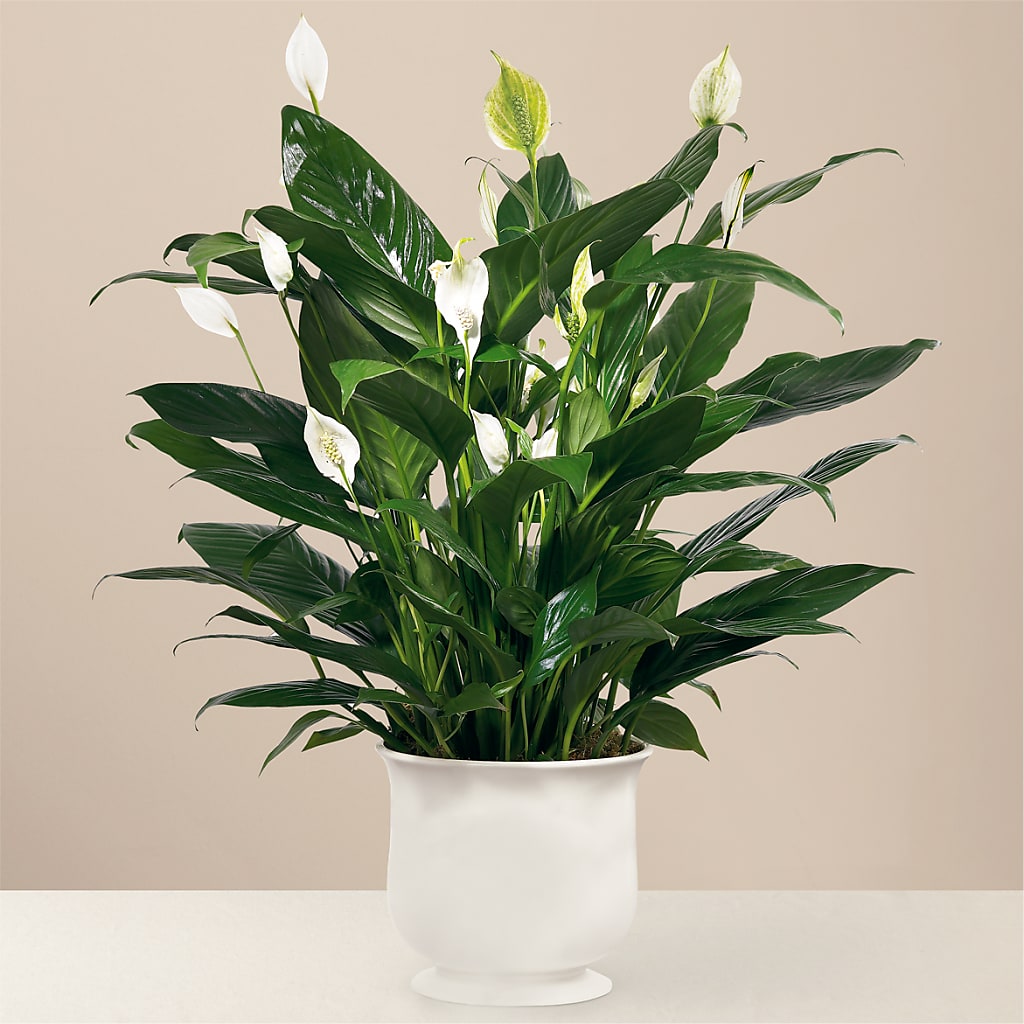 Comfort Planter – Micaelas Flowers And Gifts, Tulsa OK