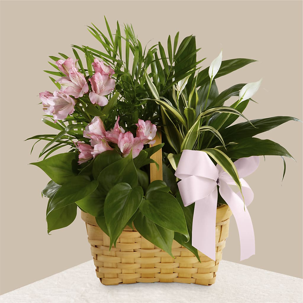 Living Spirit Dishgarden – Micaelas Flowers And Gifts, Tulsa OK