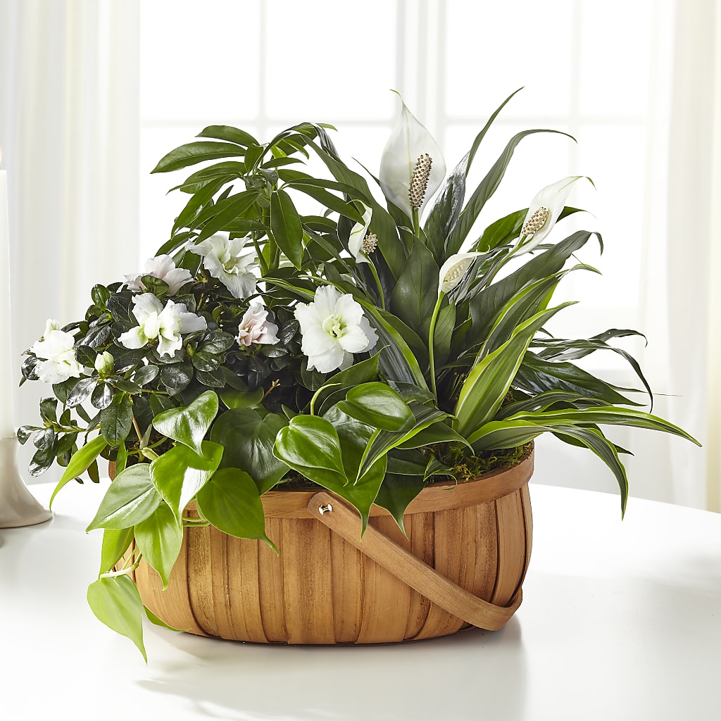 Serene Dishgarden – Micaelas Flowers And Gifts, Tulsa OK