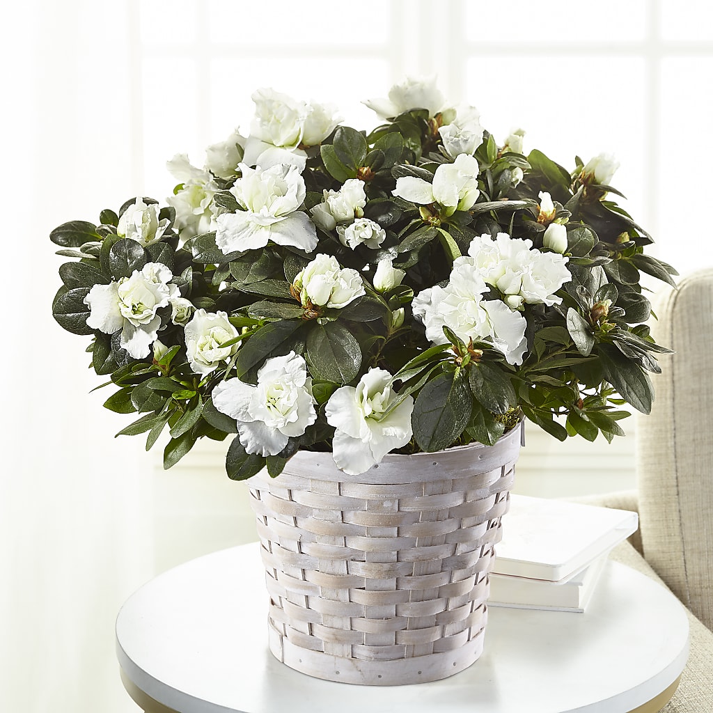 White Azalea Plant – Micaelas Flowers And Gifts, Tulsa OK