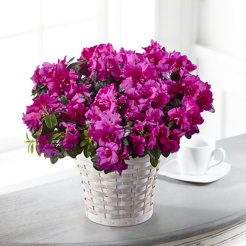 Hope & Serenity Azalea Plant – Micaelas Flowers And Gifts, Tulsa OK