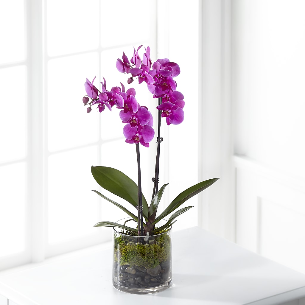 Pink Orchid Plant – Micaelas Flowers And Gifts, Tulsa OK