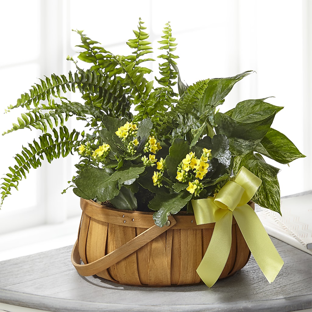 Always Dear Dishgarden – Micaelas Flowers And Gifts, Tulsa OK