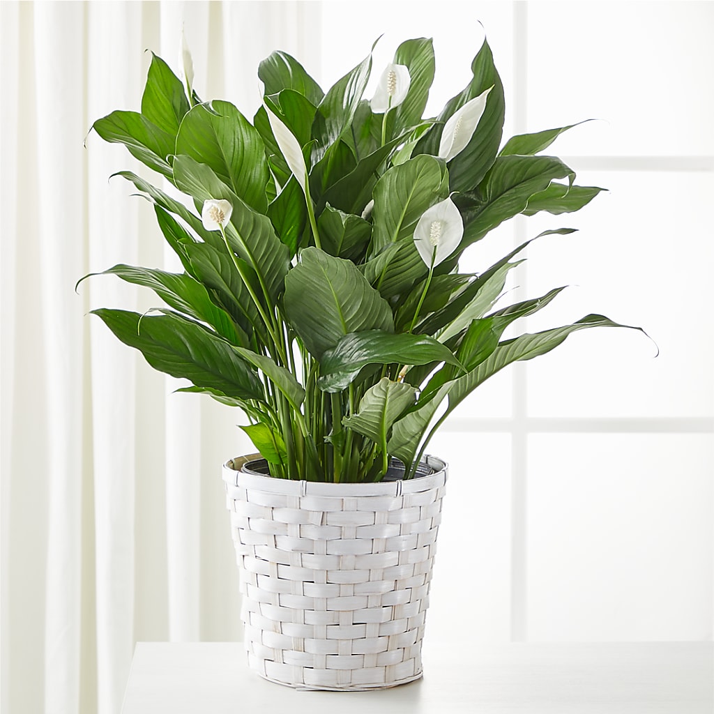 A New Leaf Peace Lily – Micaelas Flowers And Gifts, Tulsa OK