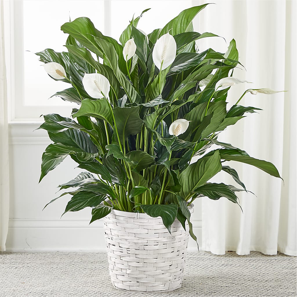 A New Leaf Peace Lily – Micaelas Flowers And Gifts, Tulsa OK