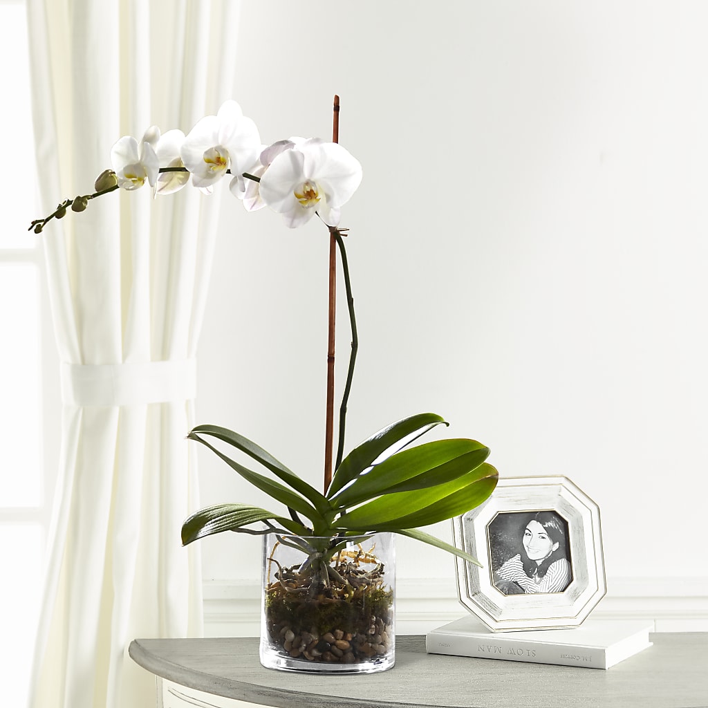 White Orchid Planter – Micaelas Flowers And Gifts, Tulsa OK