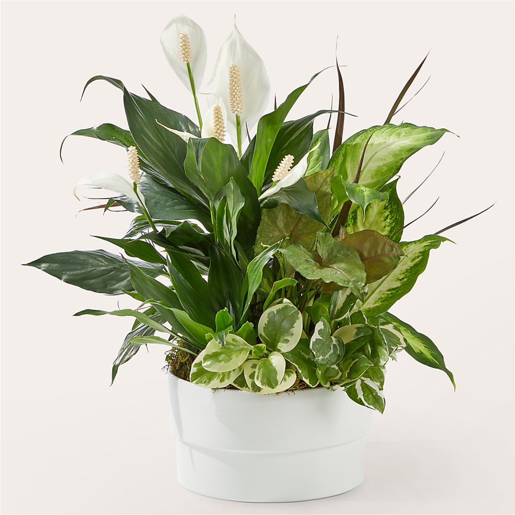 Radiating Positivity Dishgarden – Micaelas Flowers And Gifts, Tulsa OK