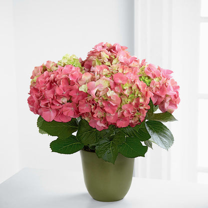 Pink Hydrangea Planter –  Micaelas Flowers And Gifts, Tulsa OK