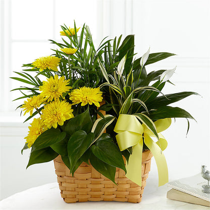 Loving Light Dishgarden –  Micaelas Flowers And Gifts, Tulsa OK