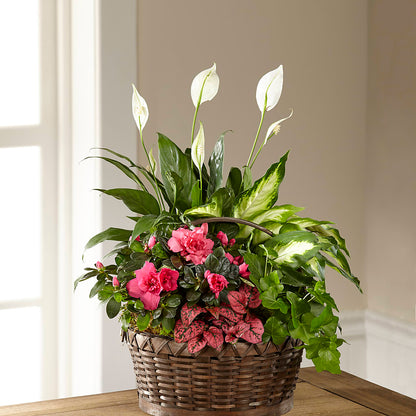 Dream in Pink Dishgarden –  Micaelas Flowers And Gifts, Tulsa OK