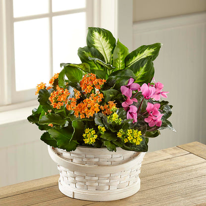 Color Crush Dishgarden –  Micaelas Flowers And Gifts, Tulsa OK