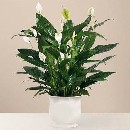Comfort Planter –  Micaelas Flowers And Gifts, Tulsa OK