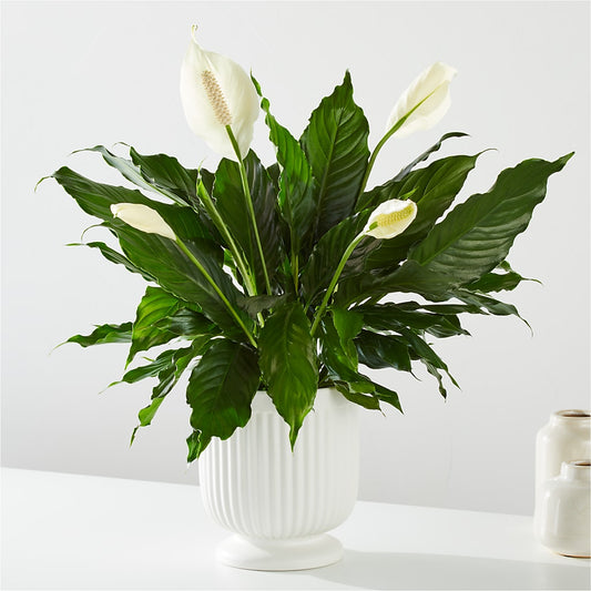 Comfort Planter –  Micaelas Flowers And Gifts, Tulsa OK