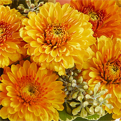 Peachy Pumpkin –  Micaelas Flowers And Gifts, Tulsa OK