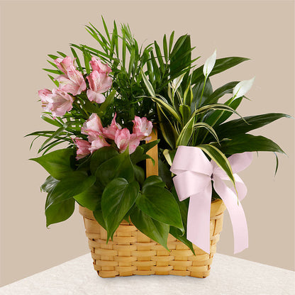 Living Spirit Dishgarden –  Micaelas Flowers And Gifts, Tulsa OK