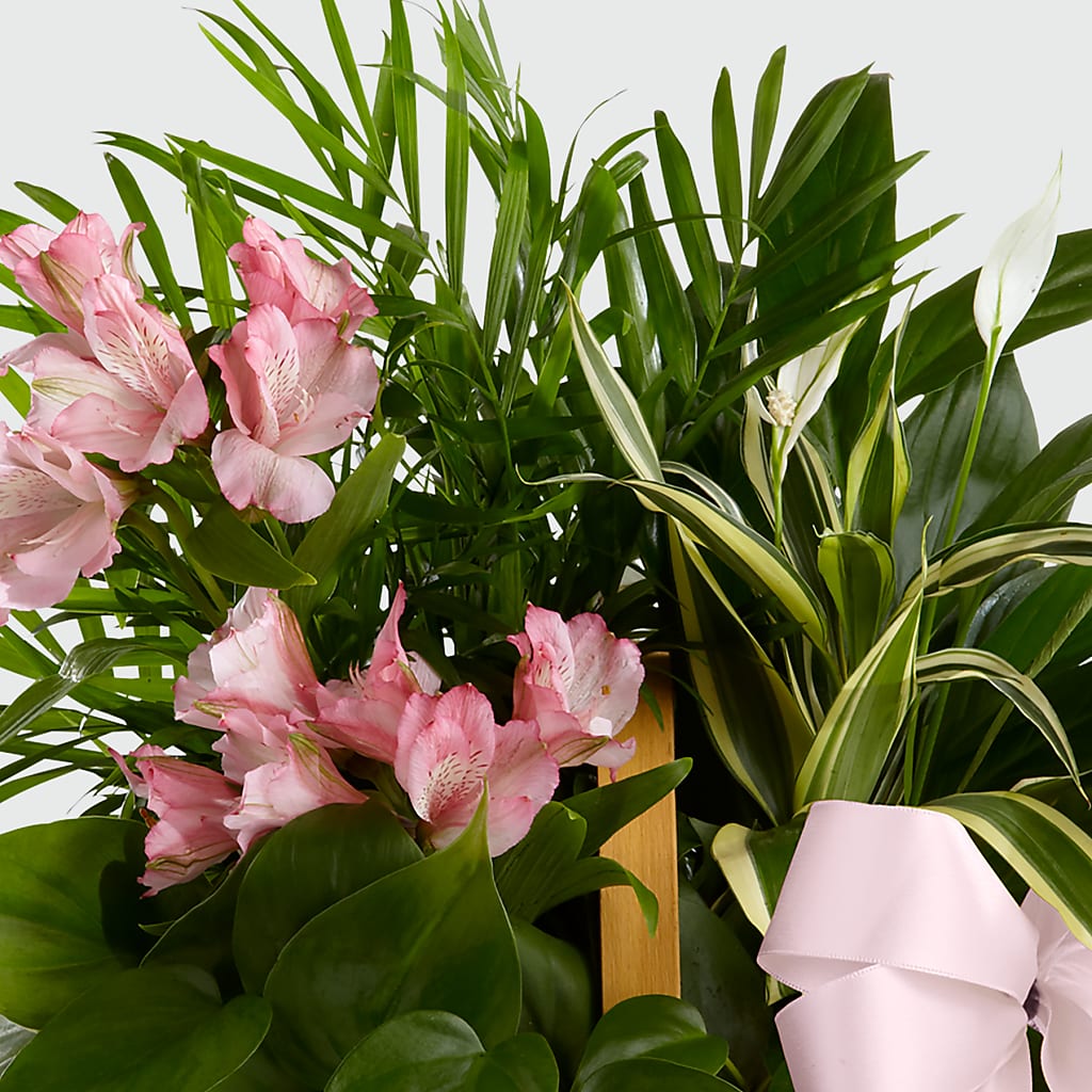 Living Spirit Dishgarden –  Micaelas Flowers And Gifts, Tulsa OK