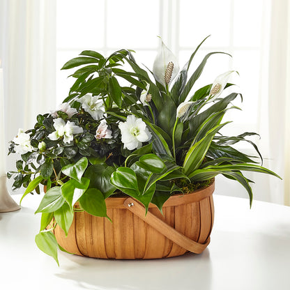 Serene Dishgarden –  Micaelas Flowers And Gifts, Tulsa OK