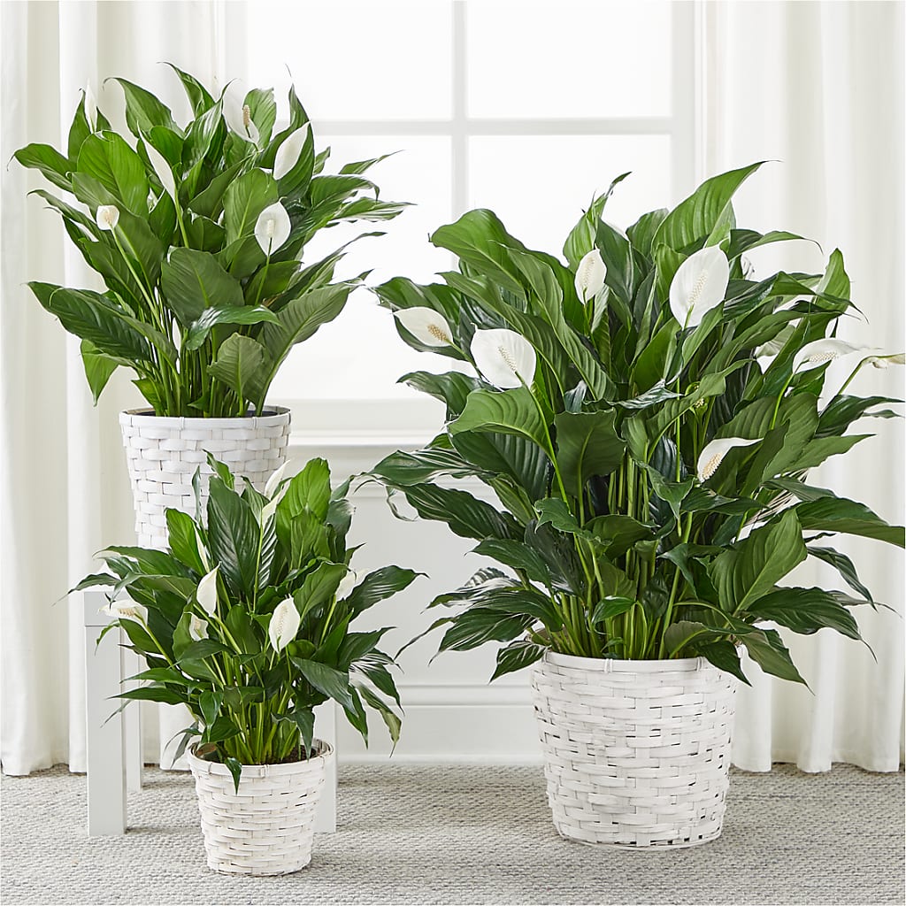 A New Leaf Peace Lily –  Micaelas Flowers And Gifts, Tulsa OK