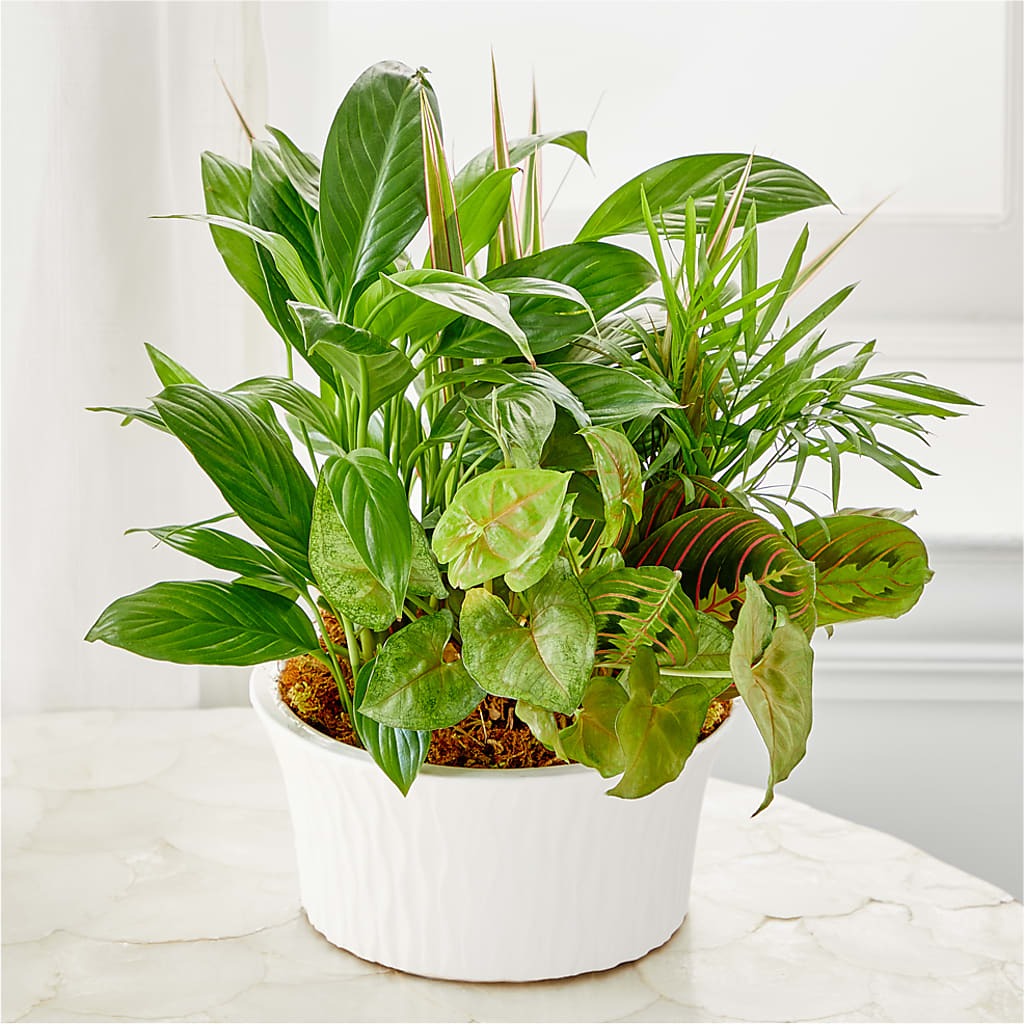Balance & Harmony Dishgarden –  Micaelas Flowers And Gifts, Tulsa OK