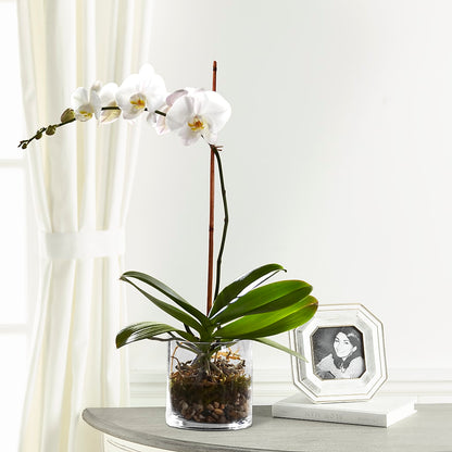 White Orchid Planter –  Micaelas Flowers And Gifts, Tulsa OK