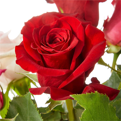 Love Notes Rose Bouquet –  Micaelas Flowers And Gifts, Tulsa OK